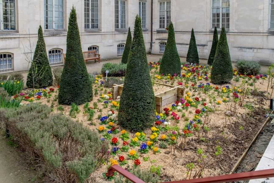 This is an image of a rose garden full of flowers and cone-shaped hedges.