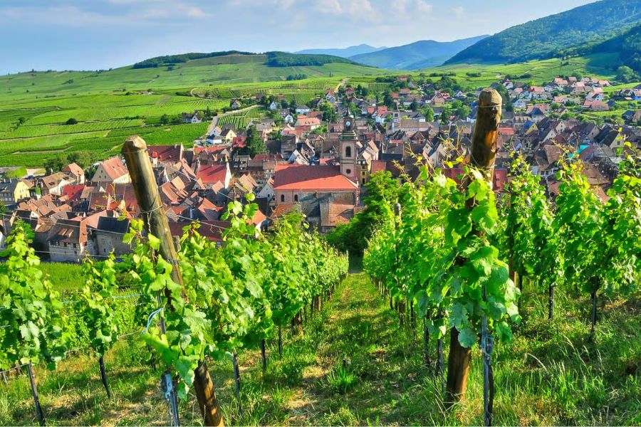 This is an image of a vineyard on top of a hill, with a brick town below it.