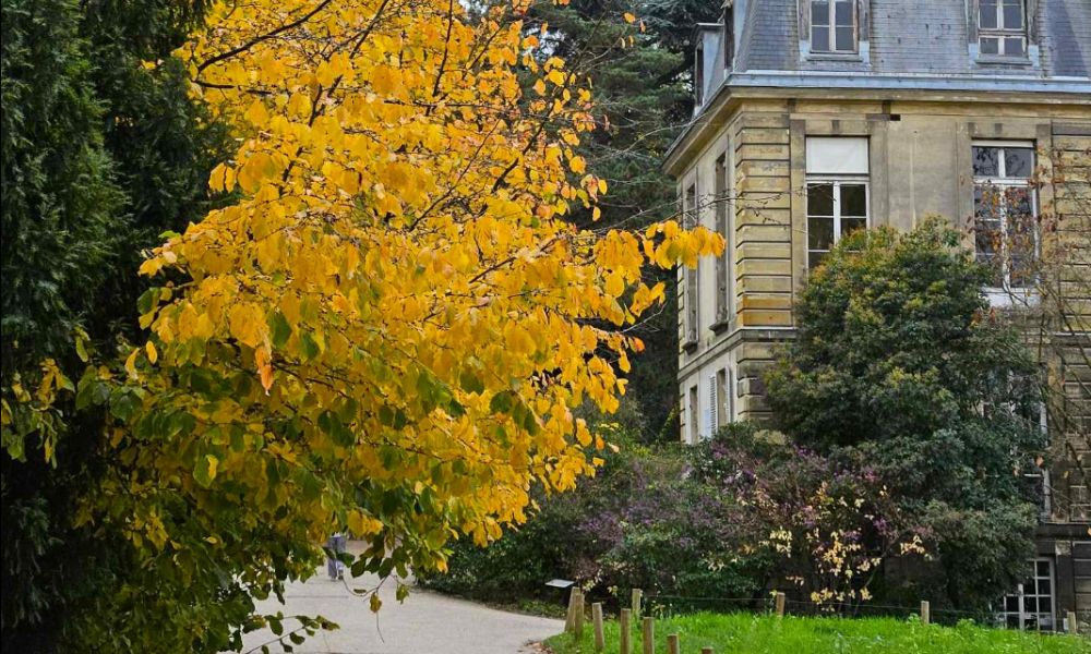 This is an image of a beautiful building with a yellowing tree growing on the paths leading up to it.
