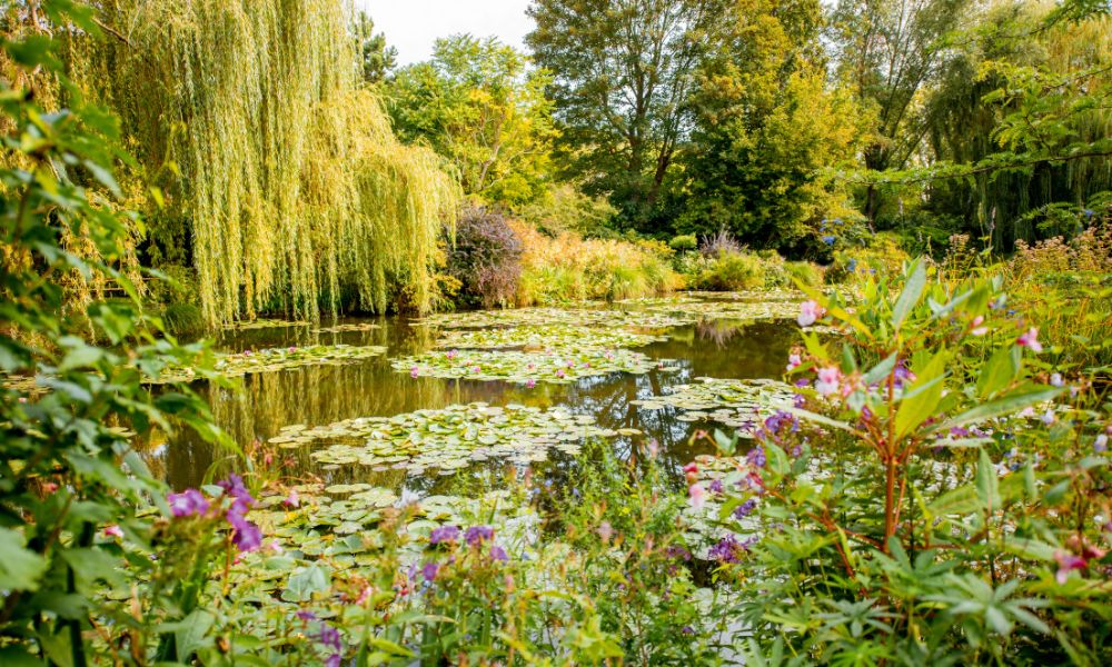 This is an image of Monet's green garden with plenty of plants and greenery, as well as lily pads and flowers.