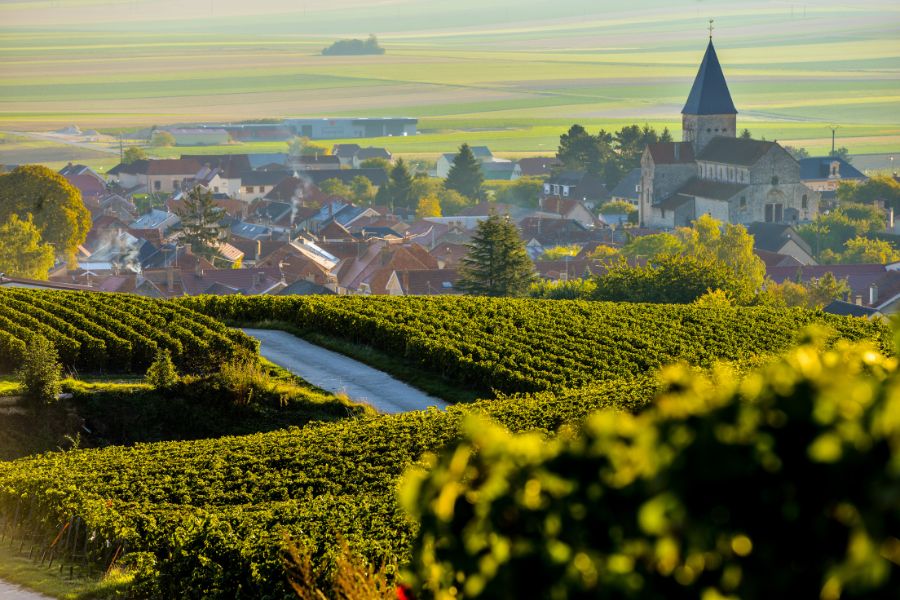 This is an image of a landscape full of vineyards and a city in the background distance.