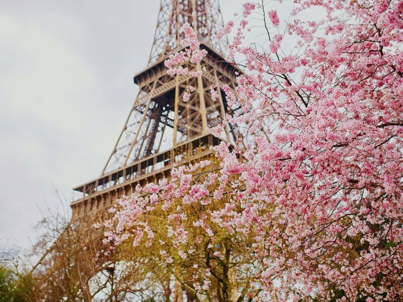 This is an image of cherry blossoms with the Eiffel Tower behind it.