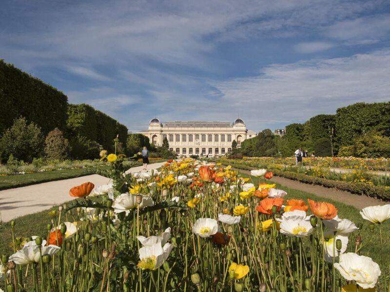 This is an image of a castle with a field full of poppies in front of it.